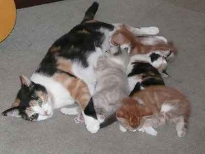 For animal lovers, brag about your animals!!