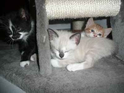 For animal lovers, brag about your animals!!