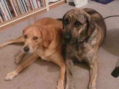 NWR: What kind of dog do you have?