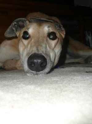 NWR: What kind of dog do you have?