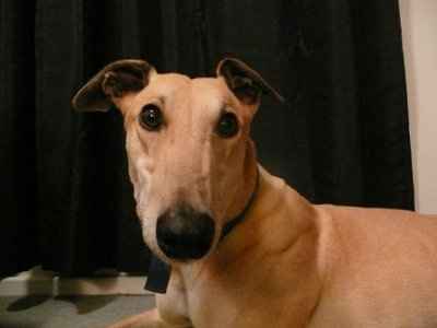 SBR: Meet my Fur-babies, lets see yours too