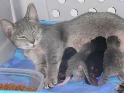 SBR: Meet my Fur-babies, lets see yours too