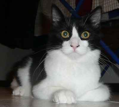 SBR: Meet my Fur-babies, lets see yours too