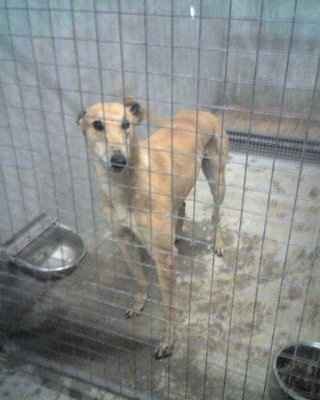 SBR: Meet my Fur-babies, lets see yours too