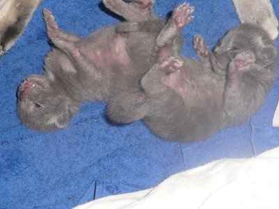 Baby kittens - first 2 weeks in photos