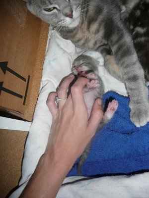 Baby kittens - first 2 weeks in photos