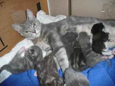 Baby kittens - first 2 weeks in photos