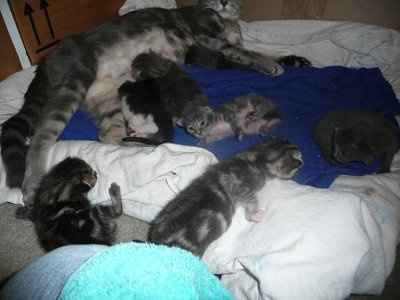 Baby kittens - first 2 weeks in photos