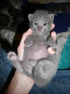 Baby kittens - first 2 weeks in photos