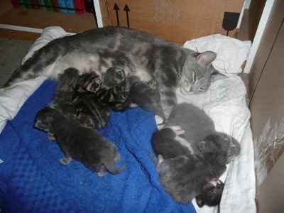 Baby kittens - first 2 weeks in photos