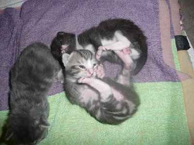 Baby kittens - first 2 weeks in photos
