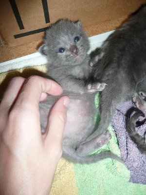 Baby kittens - first 2 weeks in photos