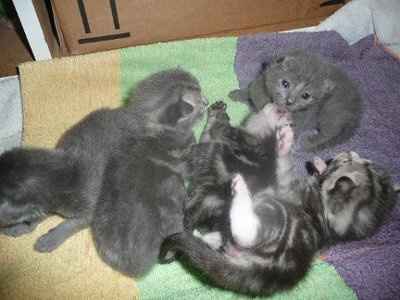 Baby kittens - first 2 weeks in photos