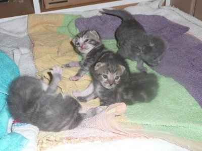 Baby kittens - first 2 weeks in photos