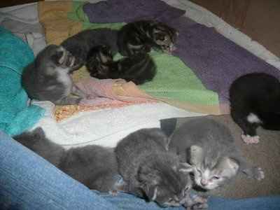 Baby kittens - first 2 weeks in photos