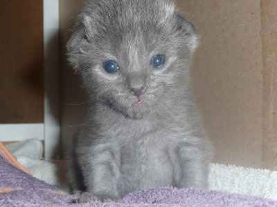 Baby kittens - first 2 weeks in photos