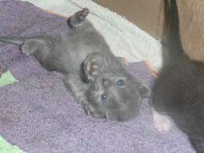 Baby kittens - first 2 weeks in photos