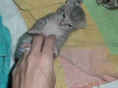 Baby kittens - first 2 weeks in photos