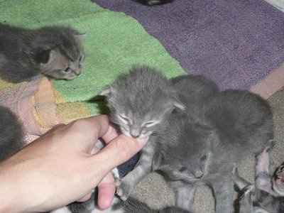 Baby kittens - first 2 weeks in photos