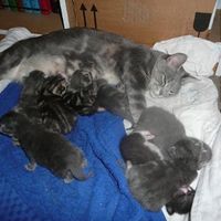 Baby kittens - first 2 weeks in photos