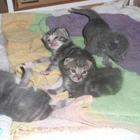 Baby kittens - first 2 weeks in photos