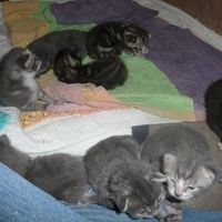 Baby kittens - first 2 weeks in photos