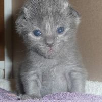 Baby kittens - first 2 weeks in photos