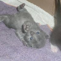 Baby kittens - first 2 weeks in photos