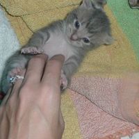 Baby kittens - first 2 weeks in photos