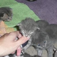 Baby kittens - first 2 weeks in photos
