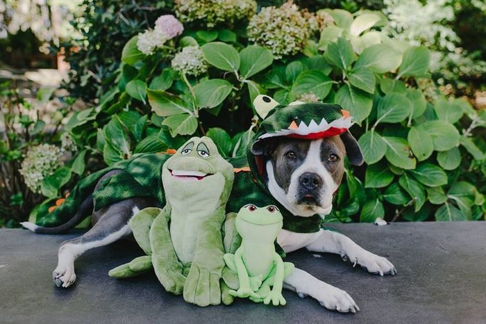 However a mysterious gator dog sees them and tells them she can turn them human again! ...