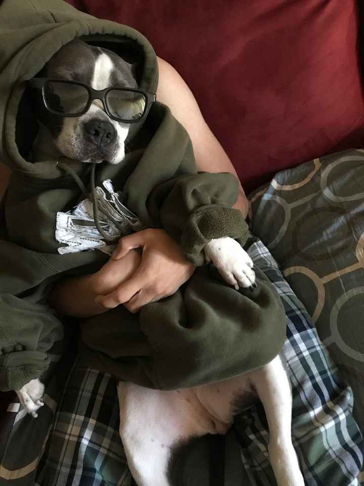 My rescue pittie and my FH's arms lol