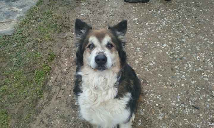 NWR: wolf mix pups??