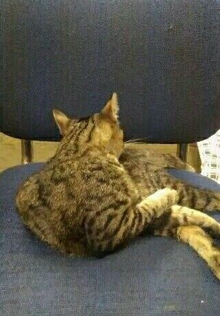 NWR kitten names