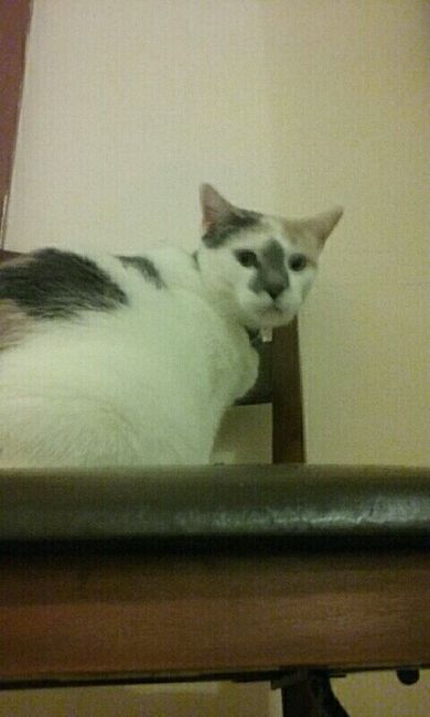 NWR: Bored? Show off your pets!