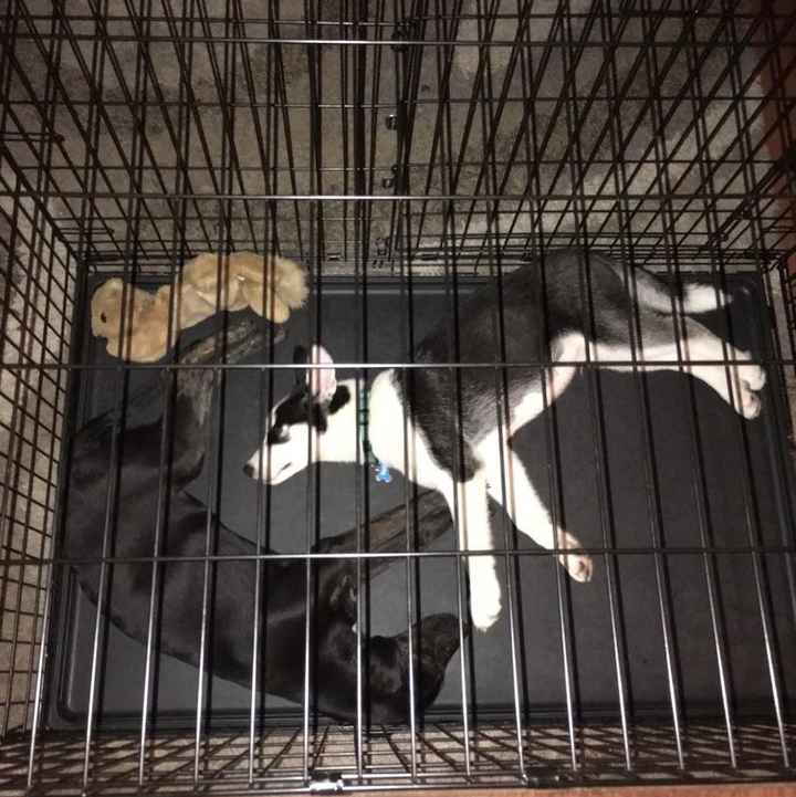 Show me those puppies!