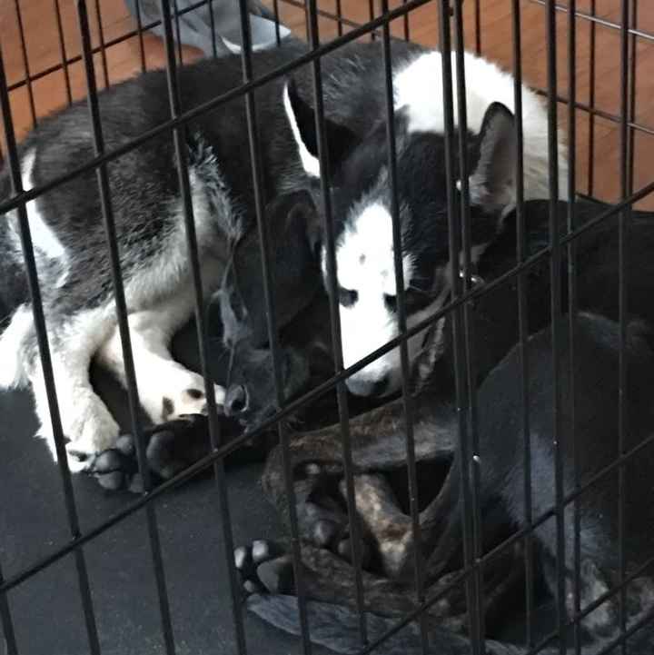 Animal lovers?! Let's take a planning pause.