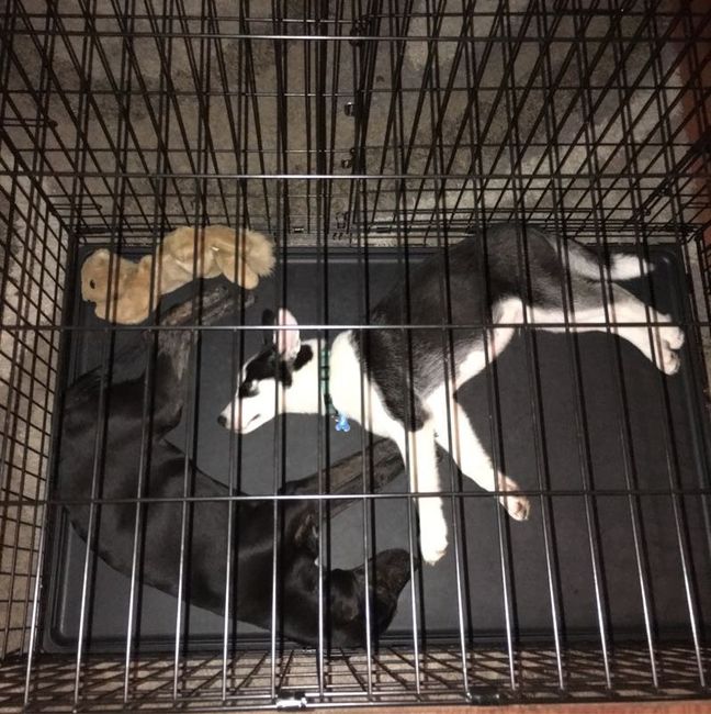Show me those puppies!