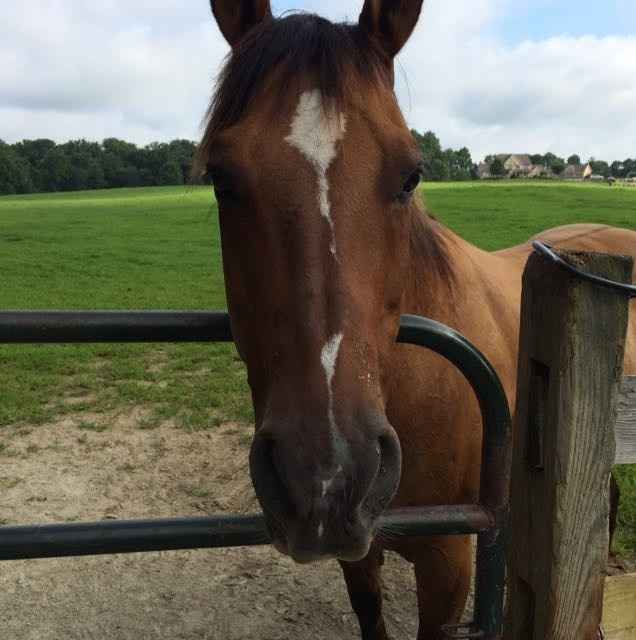 NWR: Equestrians of WW