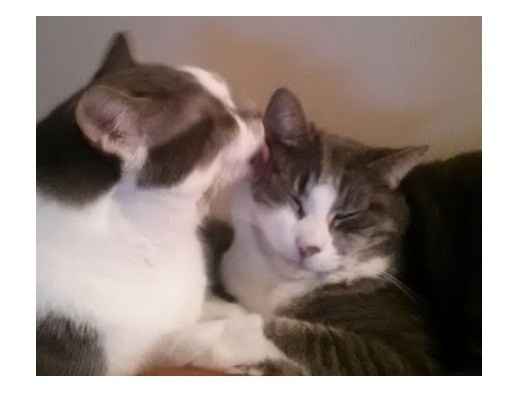 NWR: Tomorrow is National Cat Day!