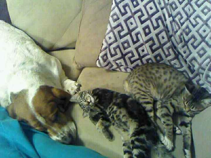 NWR: Tomorrow is National Cat Day!