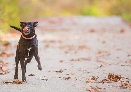 Engagement Pics with Pups!