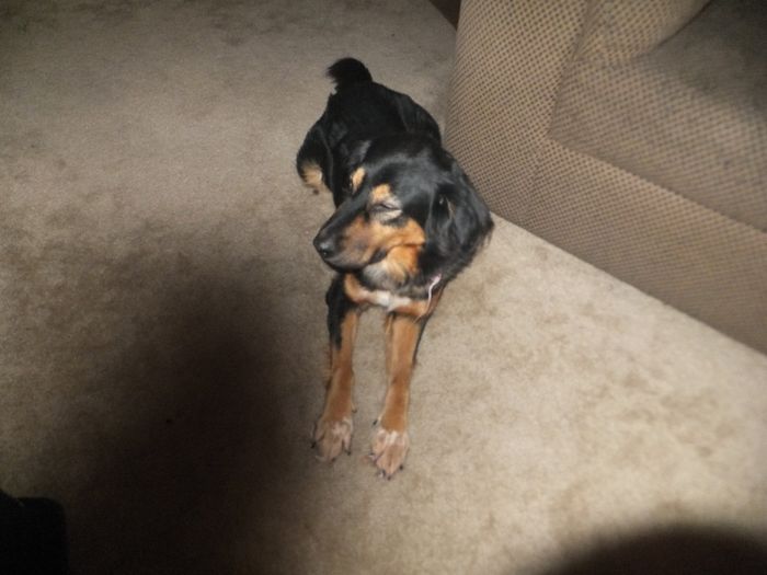 NWR:  Fur Babies