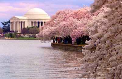 I want to get married under the cherry blossoms in Washington, D.C.