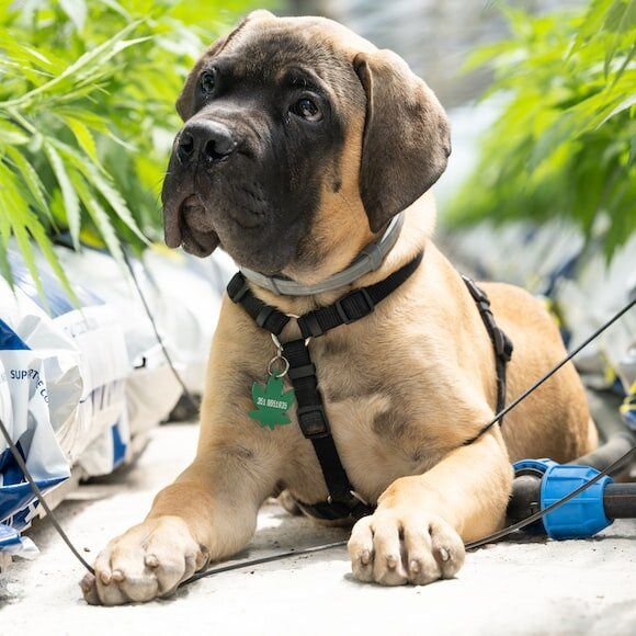 Pet Care Hub