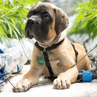 Pet Care Hub
