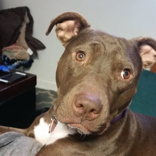 Brag Post - Pet Edition!