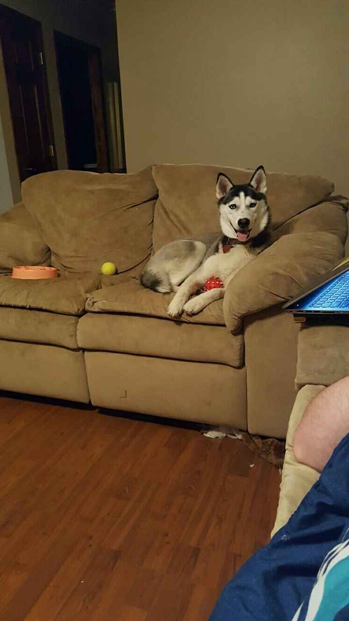 Today is National Pet Day! Let's see those fur babies :)