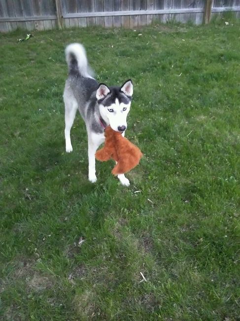 NWR we got our puppy today!