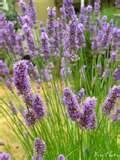 I want to use herbs instead of flowers